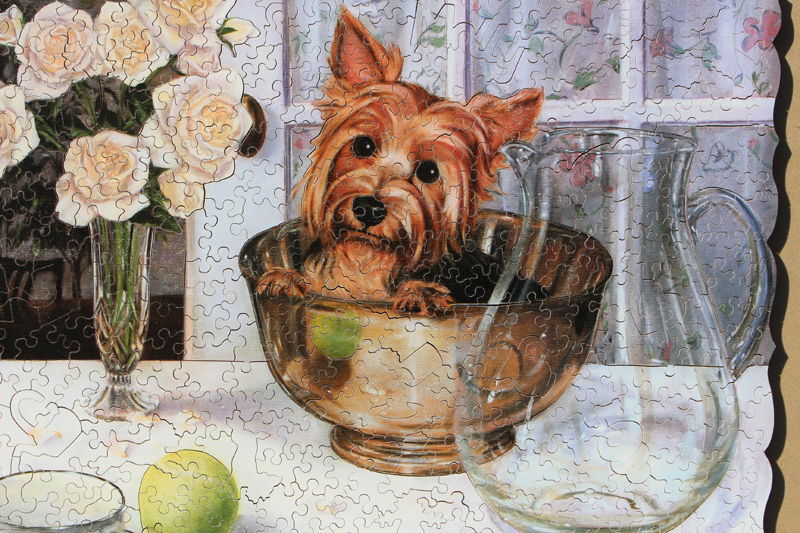 yorkie-image2