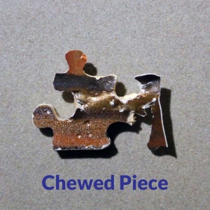 bearly-christmas-image5