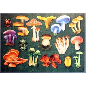 mushrooms-image